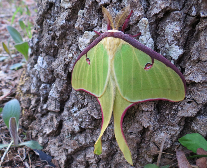 Luna Moth